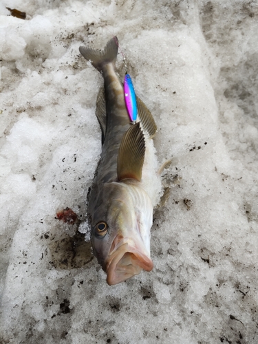 ホッケの釣果