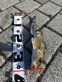 ホッケの釣果