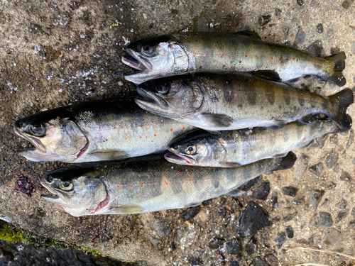 アマゴの釣果