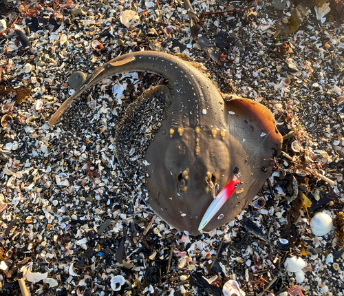 ウチワザメの釣果