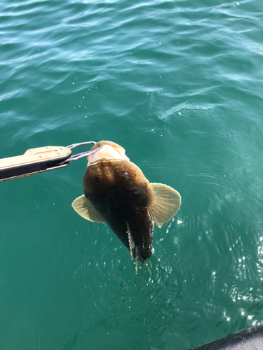 マゴチの釣果