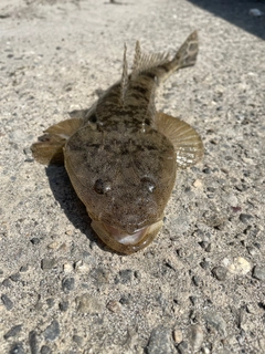 マゴチの釣果