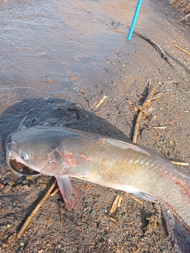 アメリカナマズの釣果