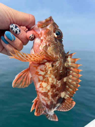 カサゴの釣果