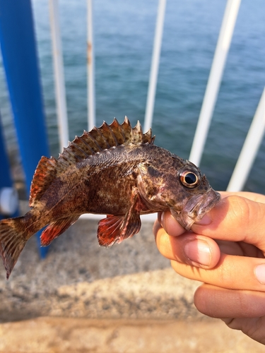 アラカブの釣果