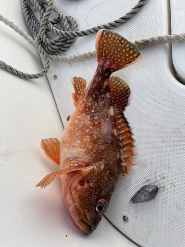 ウッカリカサゴの釣果