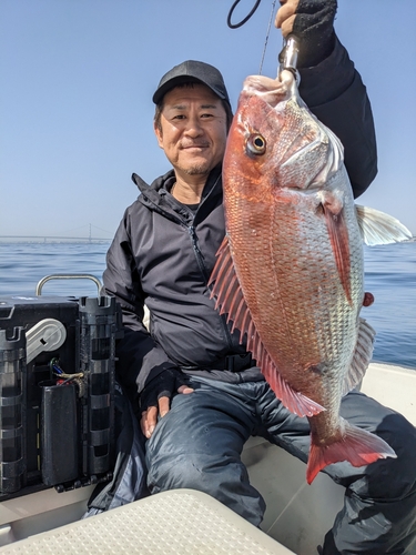 マダイの釣果