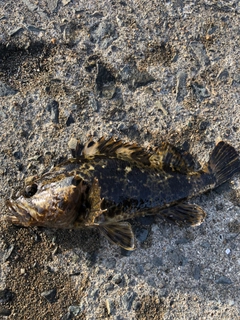 タケノコメバルの釣果