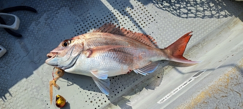 タイの釣果