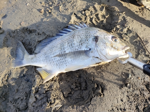 キビレの釣果