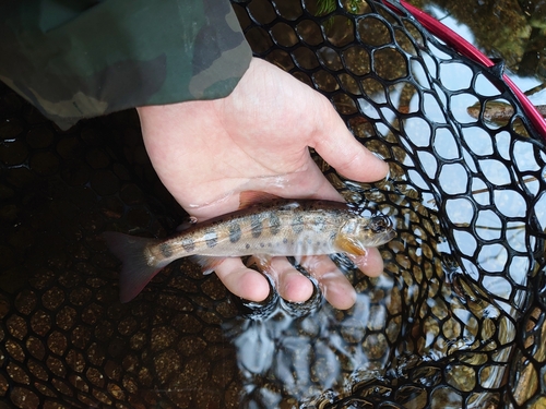 ヤマメの釣果