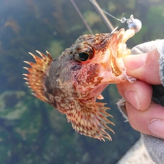 アラカブの釣果