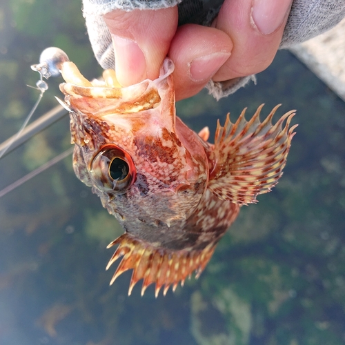 アラカブの釣果