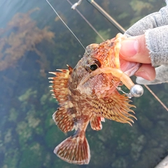 アラカブの釣果