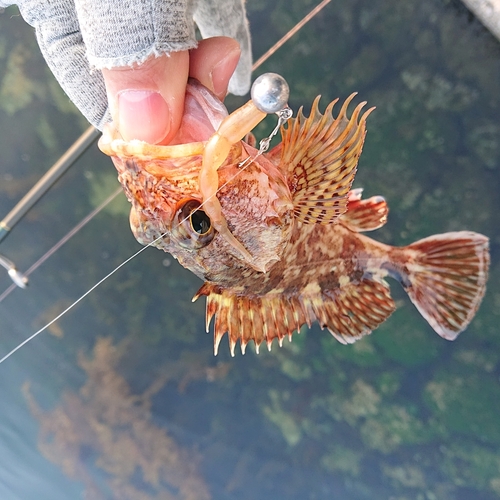 アラカブの釣果