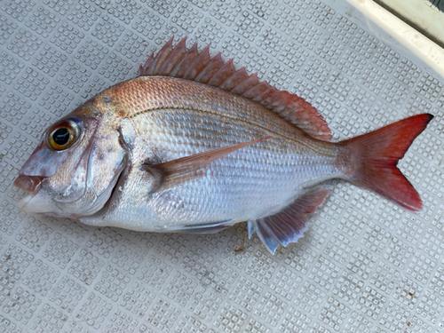 マダイの釣果