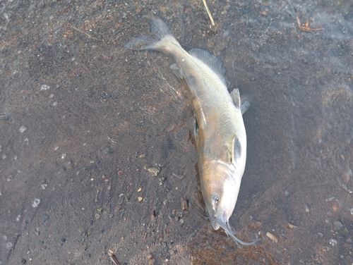 アメリカナマズの釣果