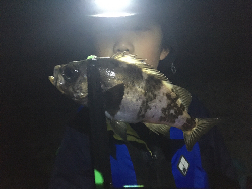 シロメバルの釣果