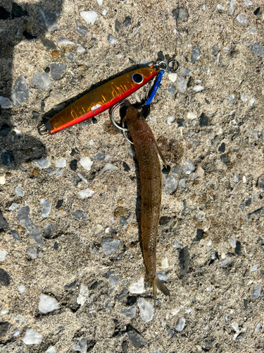 エソの釣果