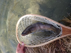 イワナの釣果