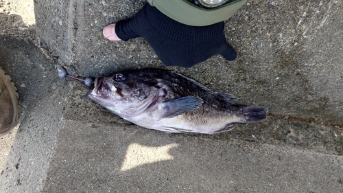 クロソイの釣果