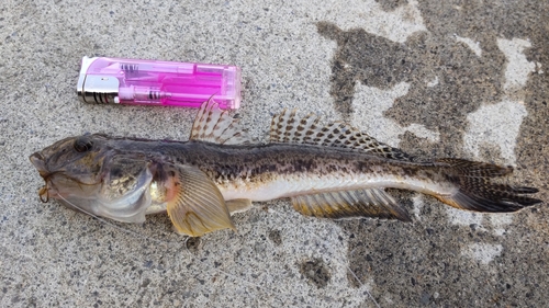 ハゼの釣果