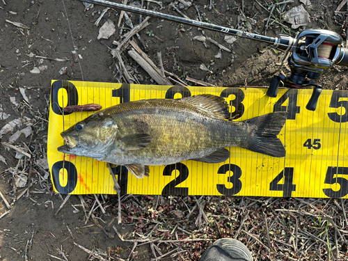 スモールマウスバスの釣果