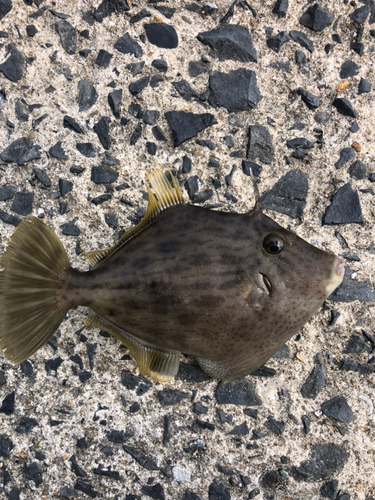 カワハギの釣果