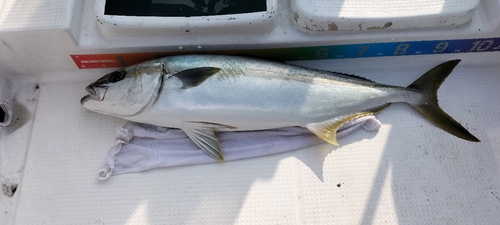 ヤズの釣果