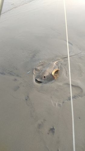 エイの釣果