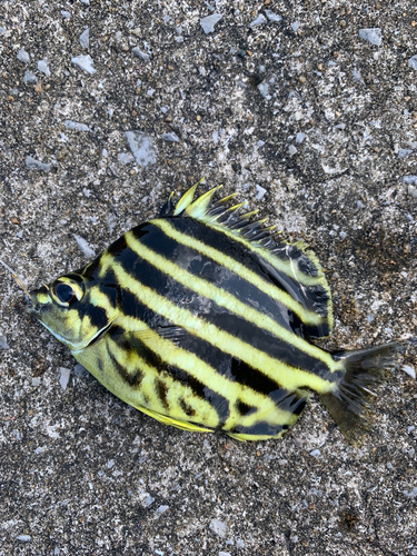 カゴカキダイの釣果