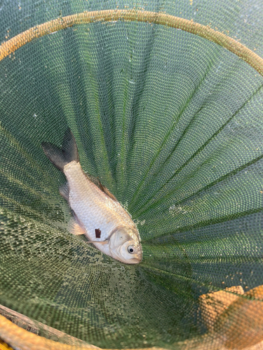 ヘラブナの釣果