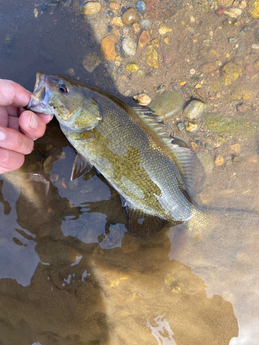 スモールマウスバスの釣果