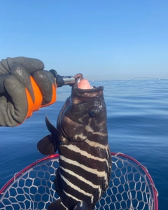 マハタの釣果