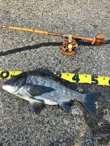 クロダイの釣果