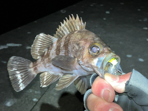 メバルの釣果