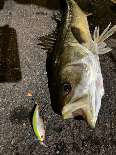 シーバスの釣果