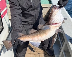 マダラの釣果