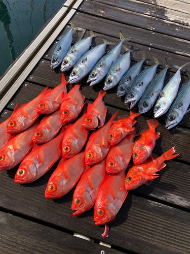 キンメダイの釣果