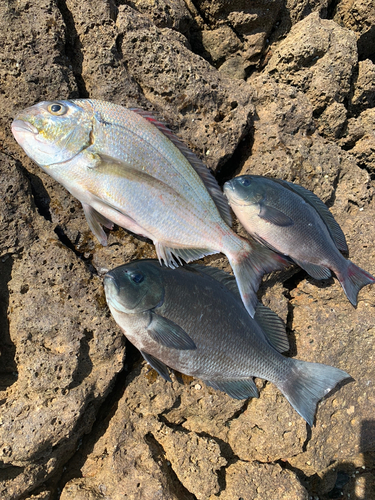 クチブトグレの釣果