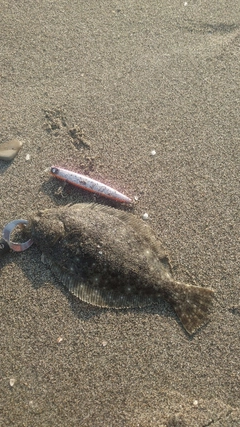 ソゲの釣果