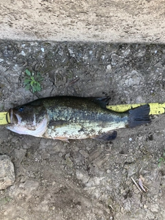 ラージマウスバスの釣果