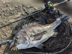 クロダイの釣果