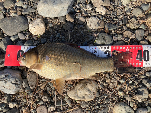 マブナの釣果