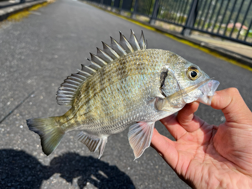 ミナミクロダイの釣果