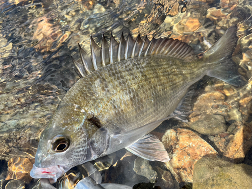 ミナミクロダイの釣果