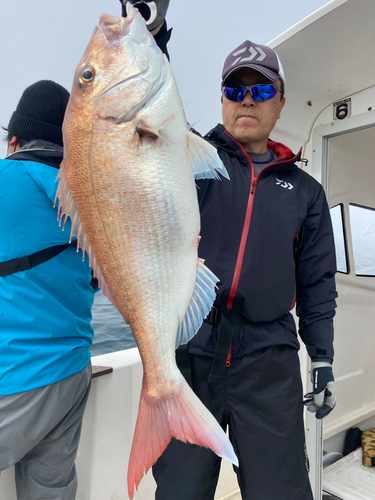 マダイの釣果