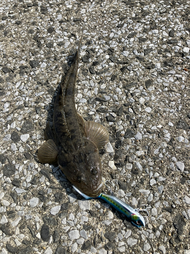 マゴチの釣果