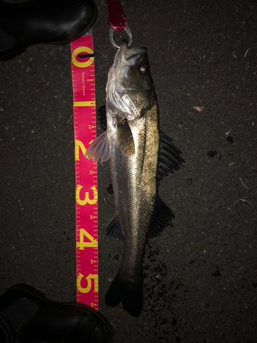 シーバスの釣果