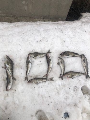 ホッケの釣果